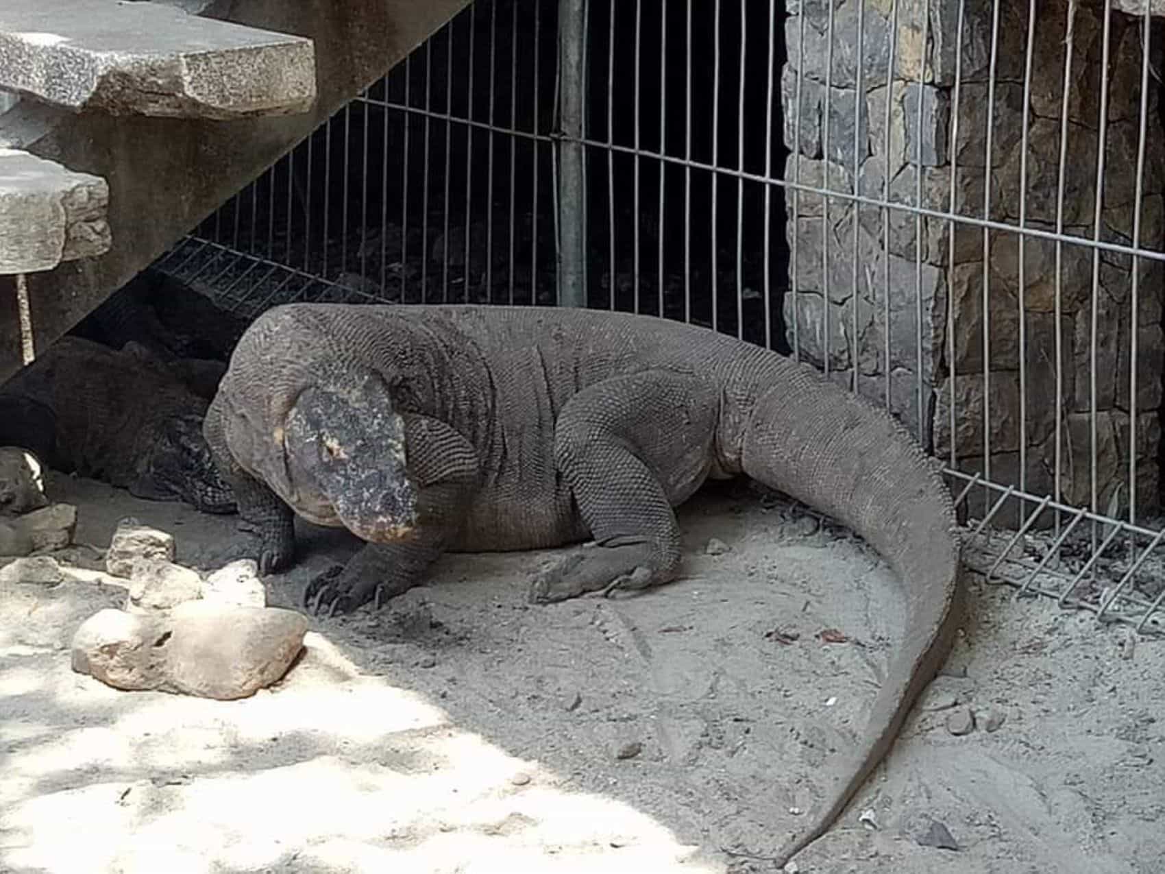 1- day Komodo island Tour hopping around by Speed Boat