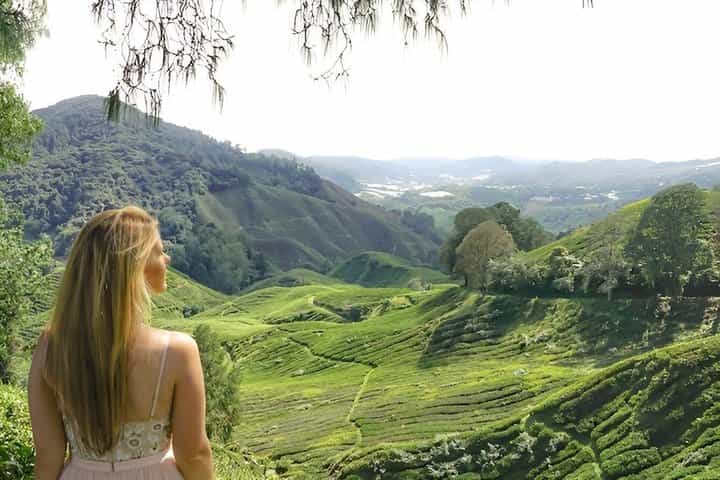 Cameron Highlands Day Tour from Ipoh with Lunch