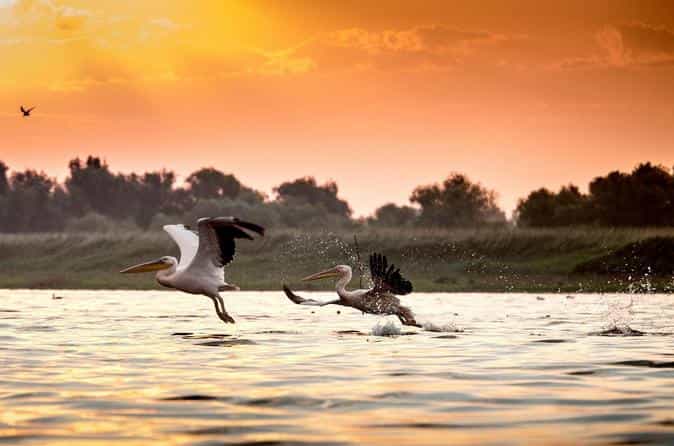 Four days safari experience in the Danube Delta from Bucharest