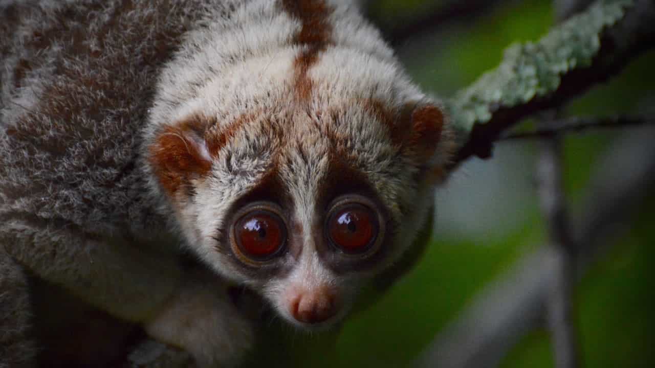 Hua Hin: Wildlife Friends Foundation Thailand Full-Day Visit