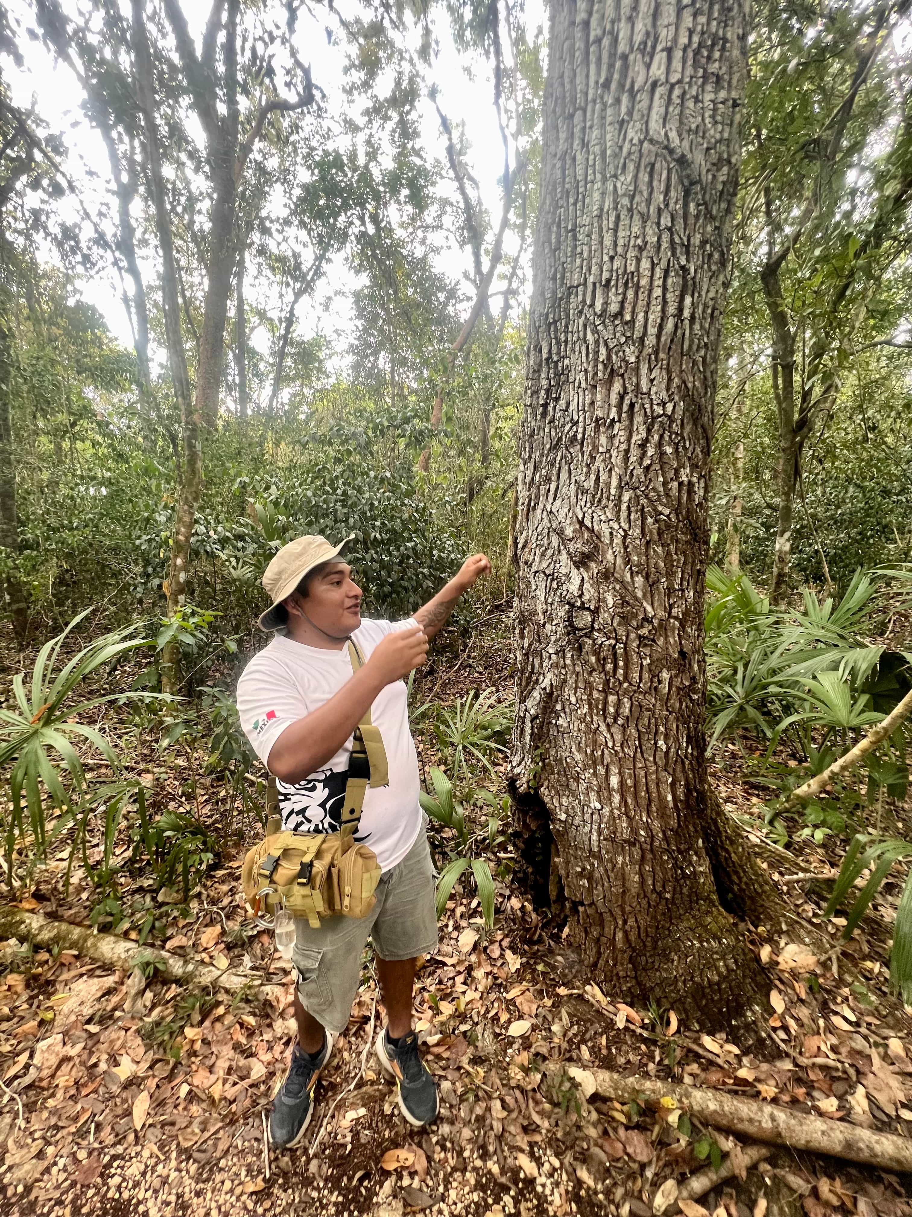 The Mayan Adventure