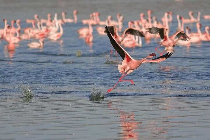 Birds & Beyond: Chennai to Pulicat Bird Sanctuary Day Tour