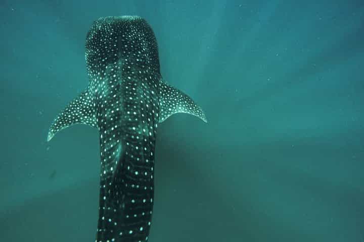 Whale Shark & Sea Lion Snorkeling Picnic at Espiritu Santo Island