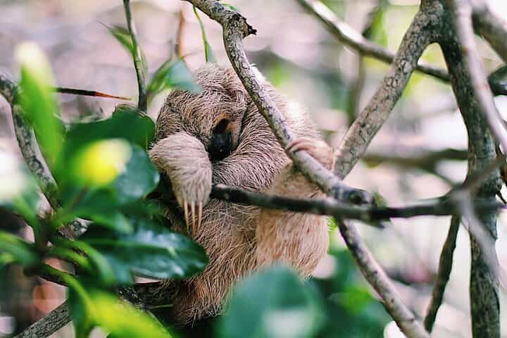 Monkeys & sloth hangout,Chocolate Factory,Rum Factory, island tour/Beach