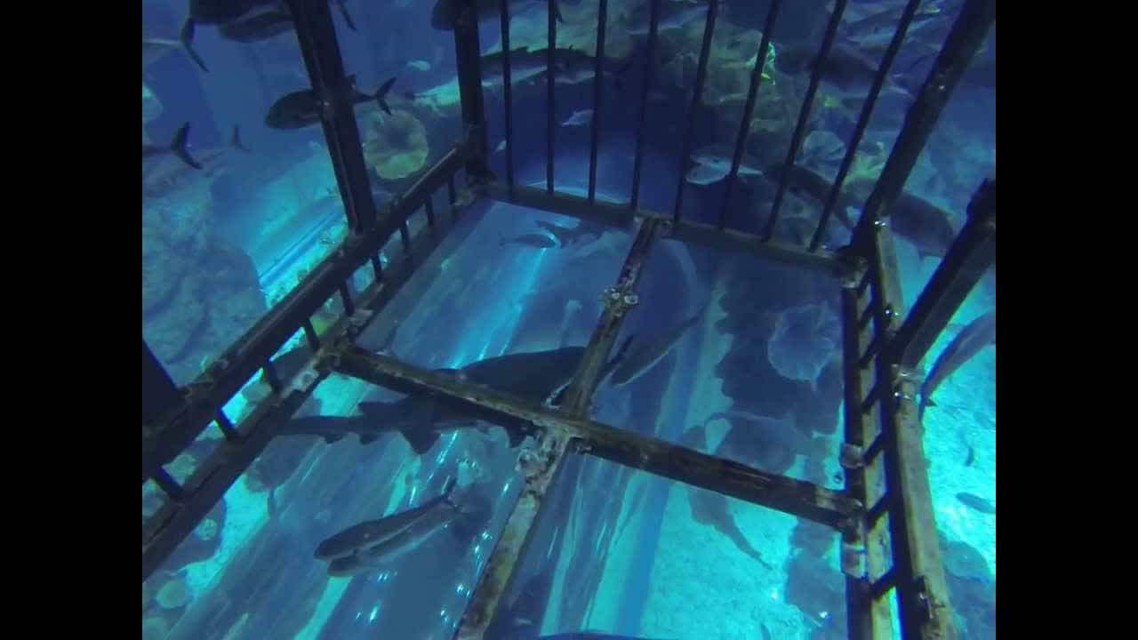 Shark Walker