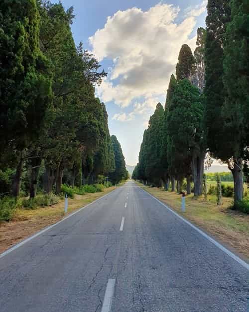 Private Excursion from Florence to Ornellaia Wine Estate 