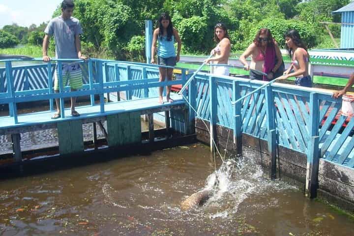 Amazon River Half-Day Tour – Explore the Wonders of the World's Greatest River