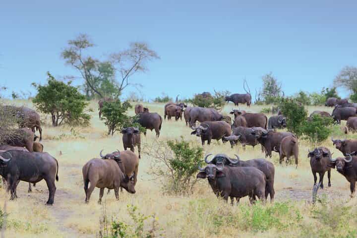 3 Day Private Tour to Selous Nyerere National Park from Zanzibar