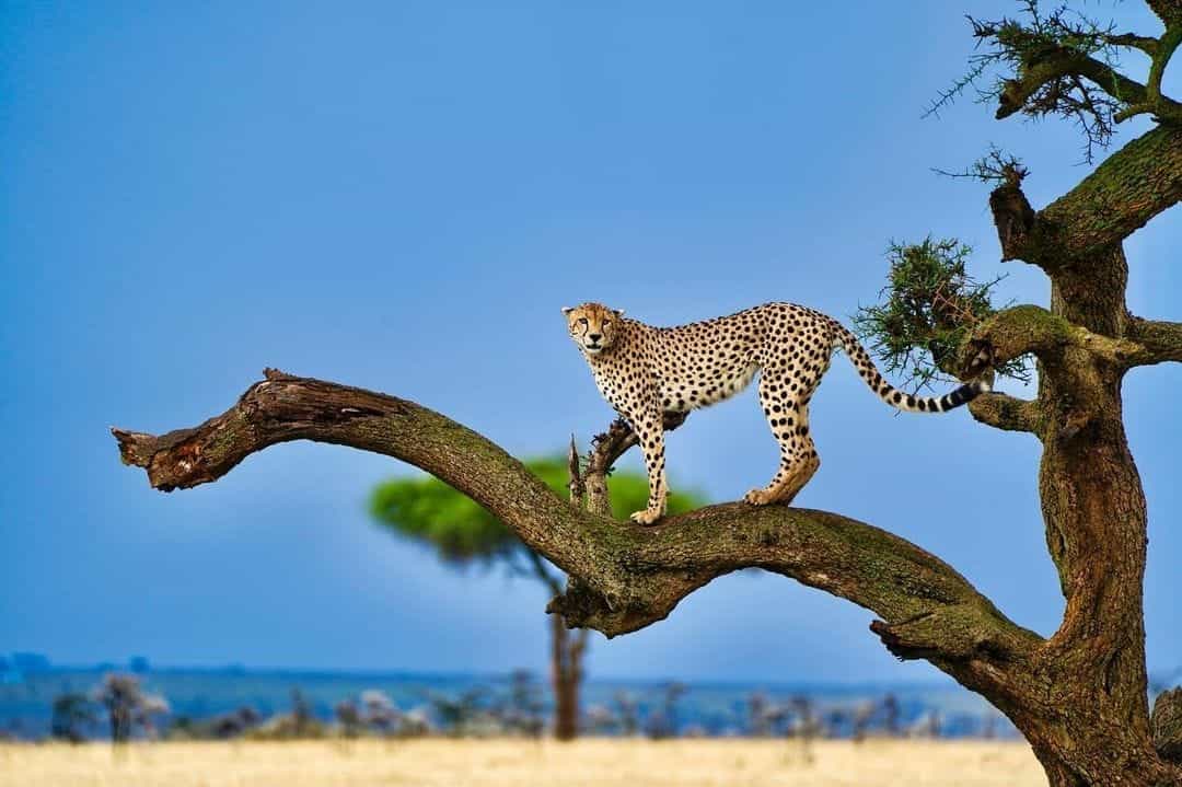 9 Days Kenya Honeymoon Safari.