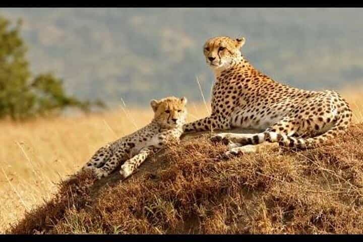 6 Day Masai Mara Lake Nakuru and Amboseli Safari Tour