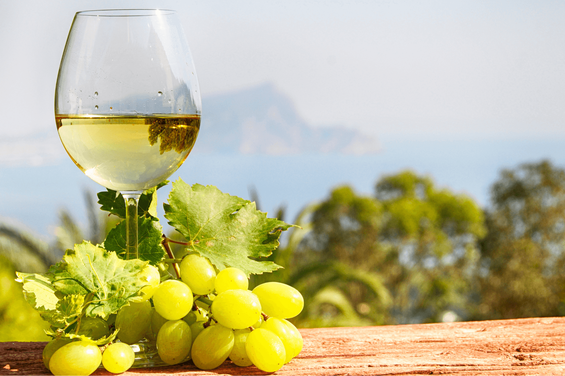 Santorini Vegan Wine Tour