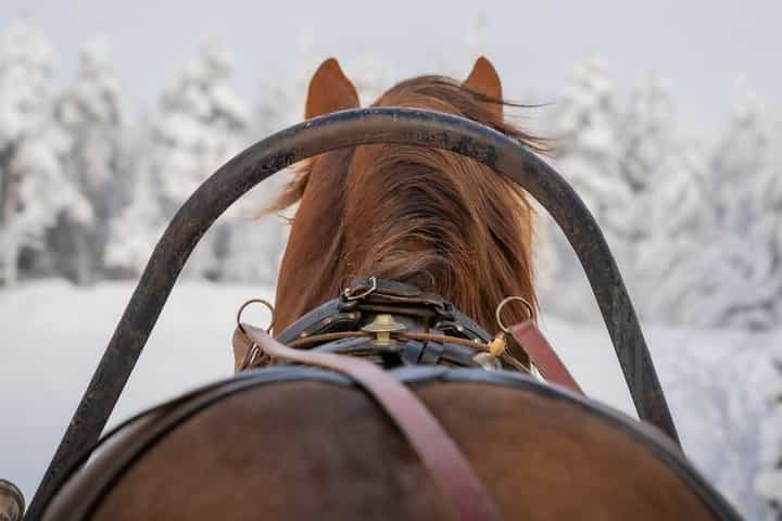 Traditional Finnhorse Sleigh Ride at SCV (30 min)