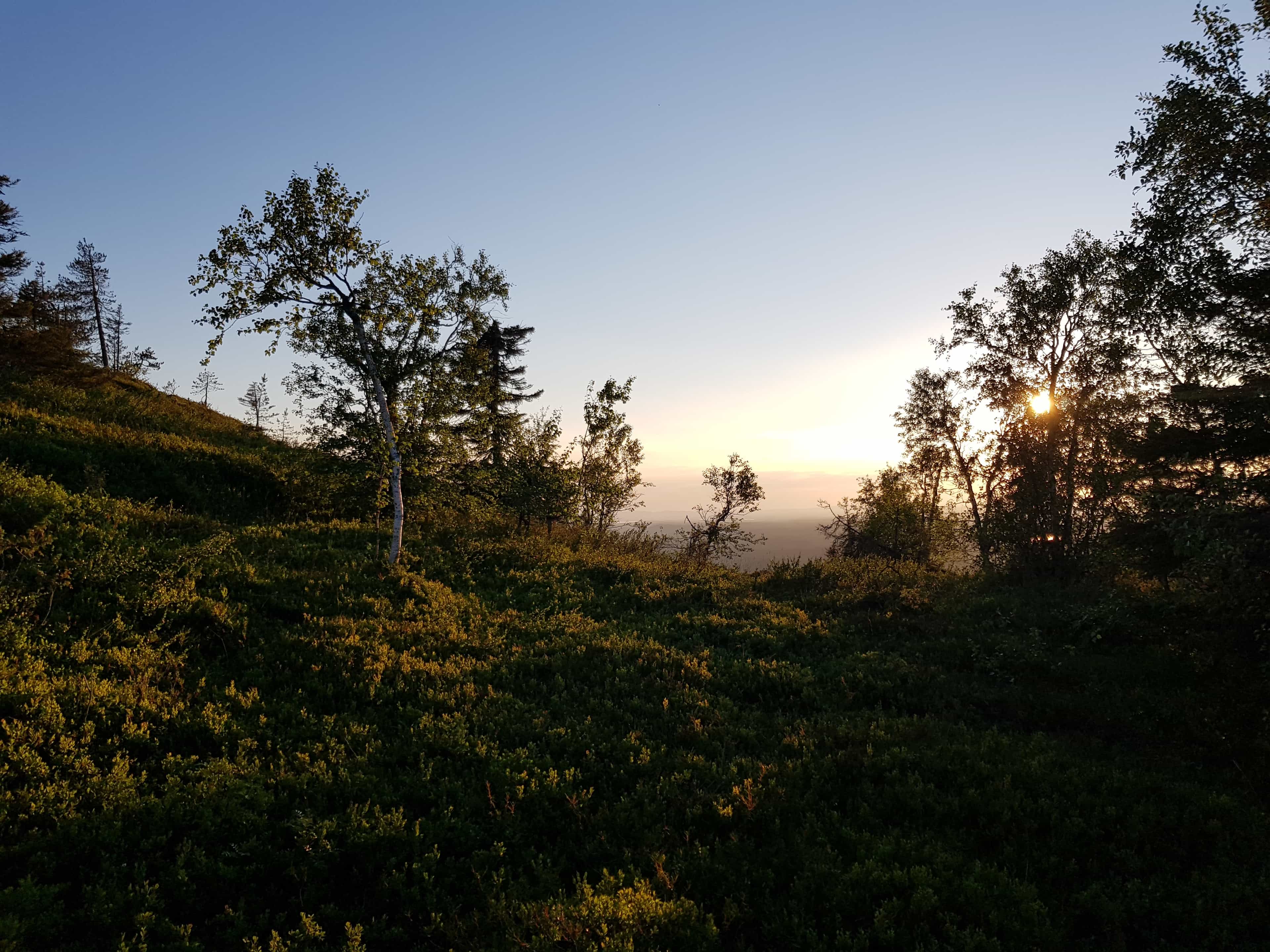 Walk in the Midnight Sun - Riisitunturi national park
