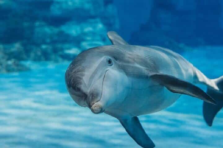 Hurghada Dolphin House Snorkeling Trip by Boat and Transfer 