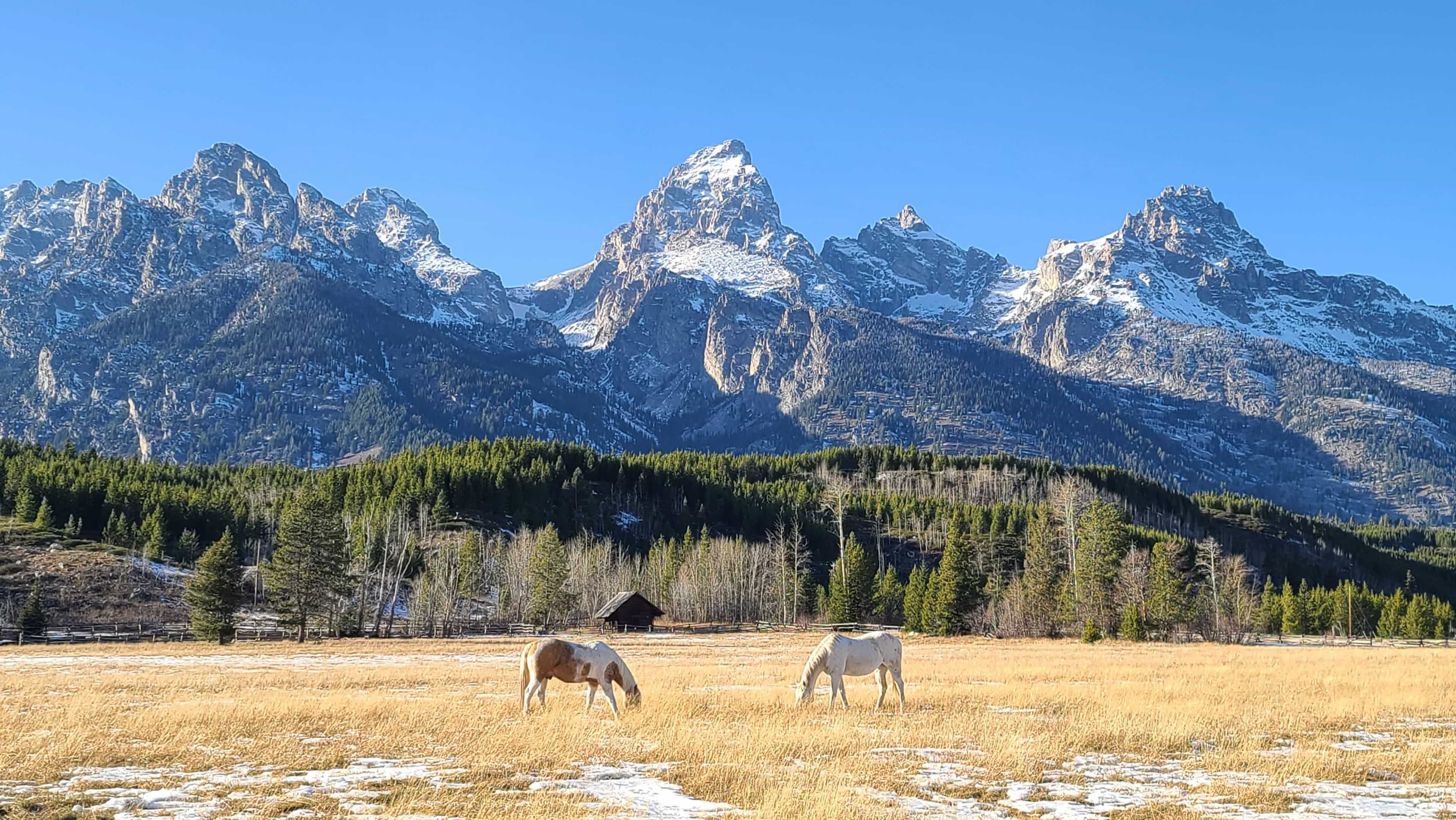 Yellowstone and Grand Teton National Park in Depth- Hotel Based
