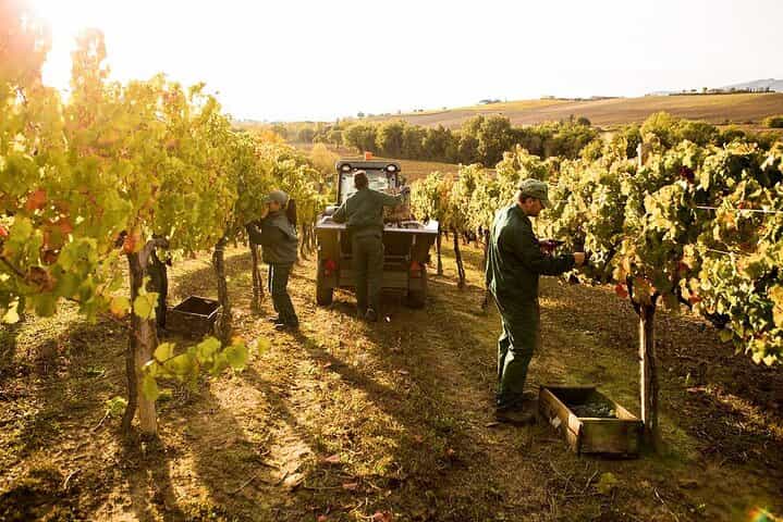 Exclusive Assisi & Sagrantino di Montefalco Wines from Florence 