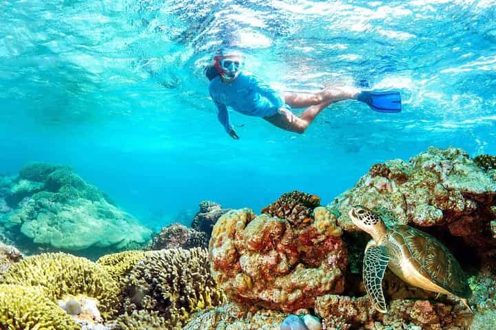 Zanzibar: Half-day Snorkeling Experience at Mnemba Coral Gardens