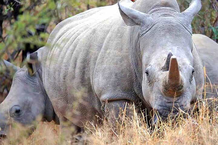 Safari Day Trip | The Last Two Northern White Rhinos | Ol Pejeta Conservancy