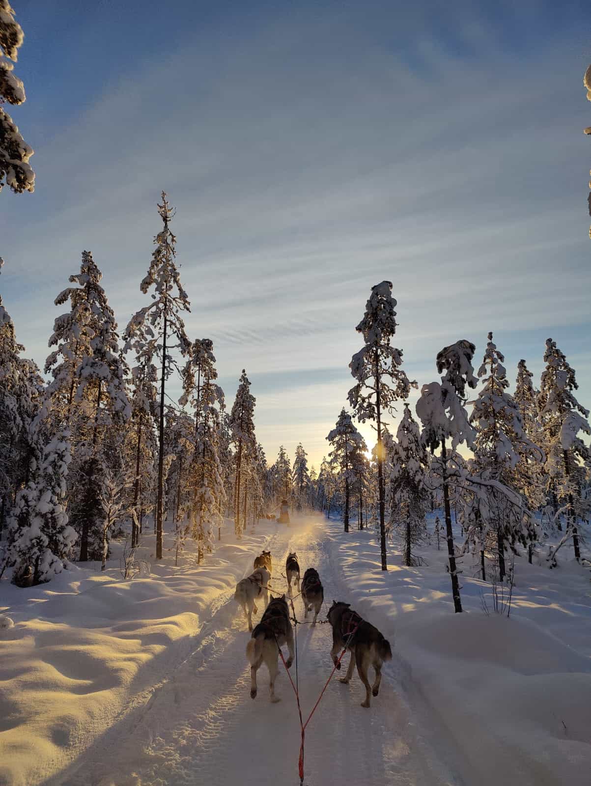 10KM HUSKY SLED SAFARI DRIVING YOUR OWN SLED (60MIN)