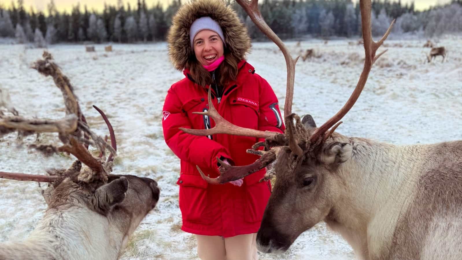 Super reindeer safari