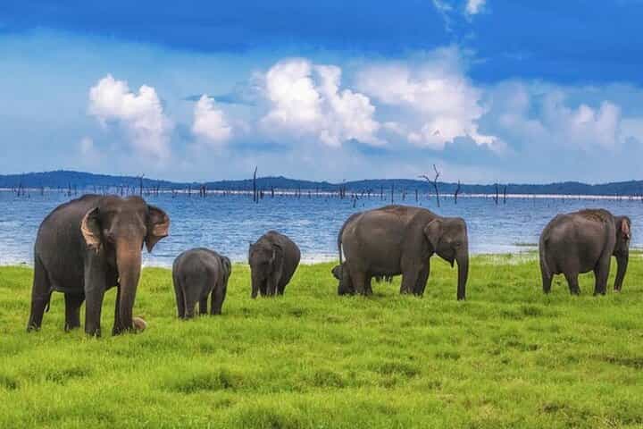 Kaudulla National Park Jeep Safari From Trincomalee & Nilaveli