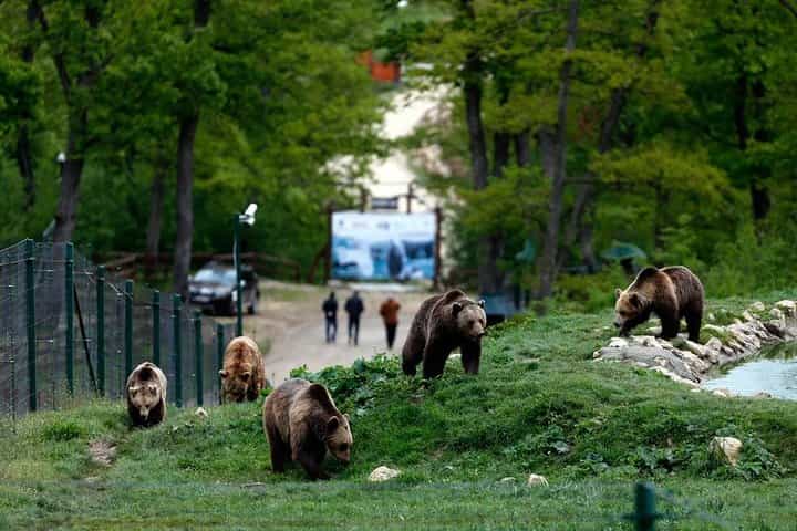 Explore Transylvania: Bear Sanctuary, Bran Castle & Brasov tour