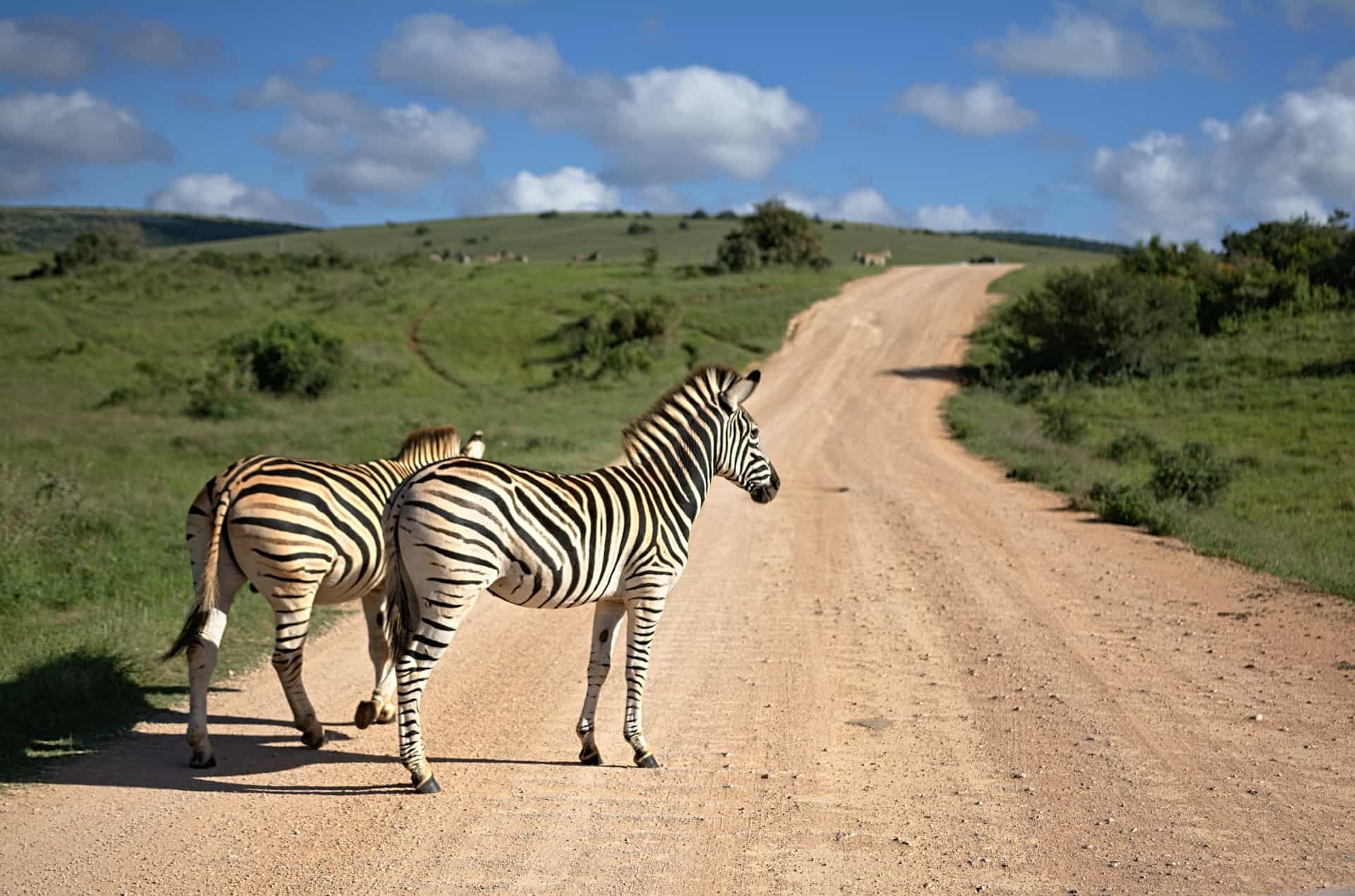 5 Days Serengeti Trail - Luxury Safari