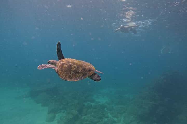 Private Snorkeling with turtles in Fujairah