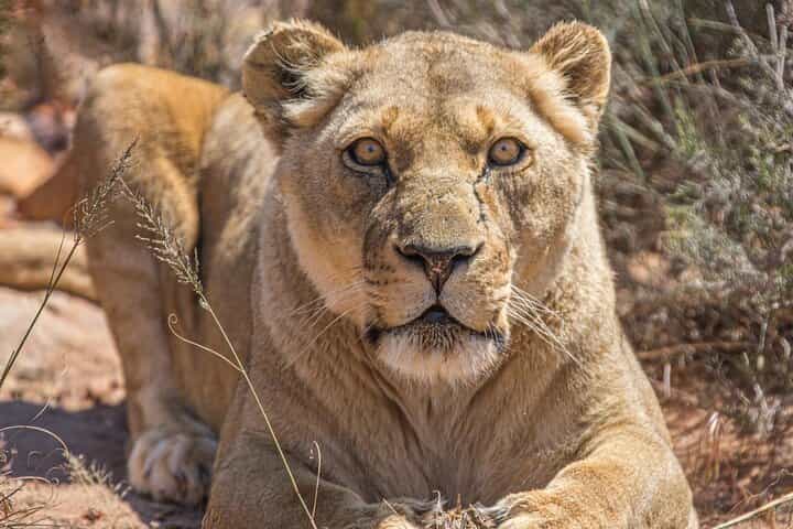 Aquila Game Reserve Safari with Wine Tasting and Lunch