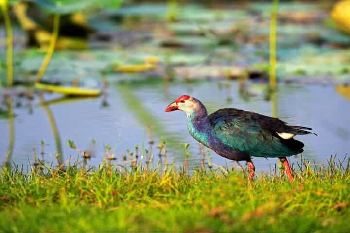 Kalametiya Bird Sanctuary Catamaran Bird Watching Tour