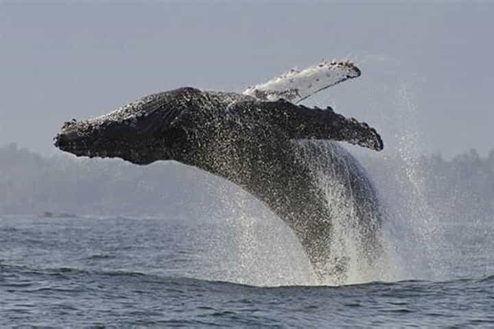 Whales Watching Hermanus Boat Trip and Private Wine Tour 