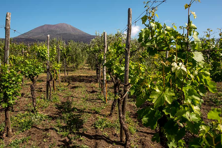 WINE TASTING on Vesuvius tour from Naples - Group Tour