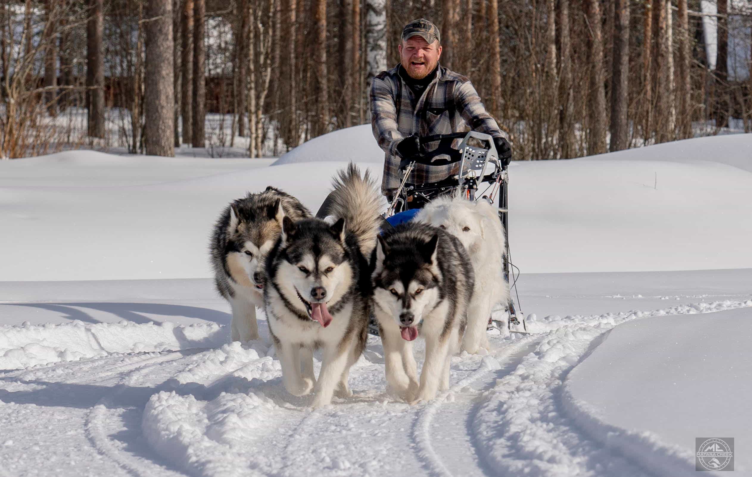 Levi 10KM Self Driven Husky Sled Adventure in Rovaniemi