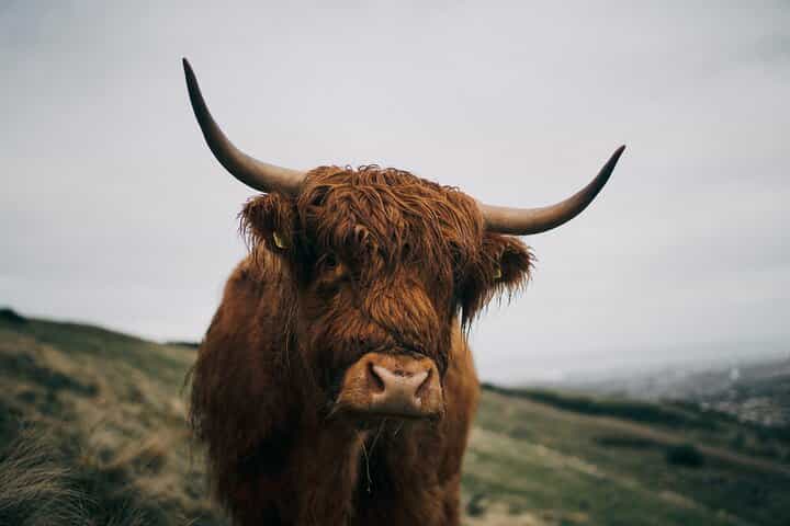 Private Guided Day Tour in Scottish Highlands