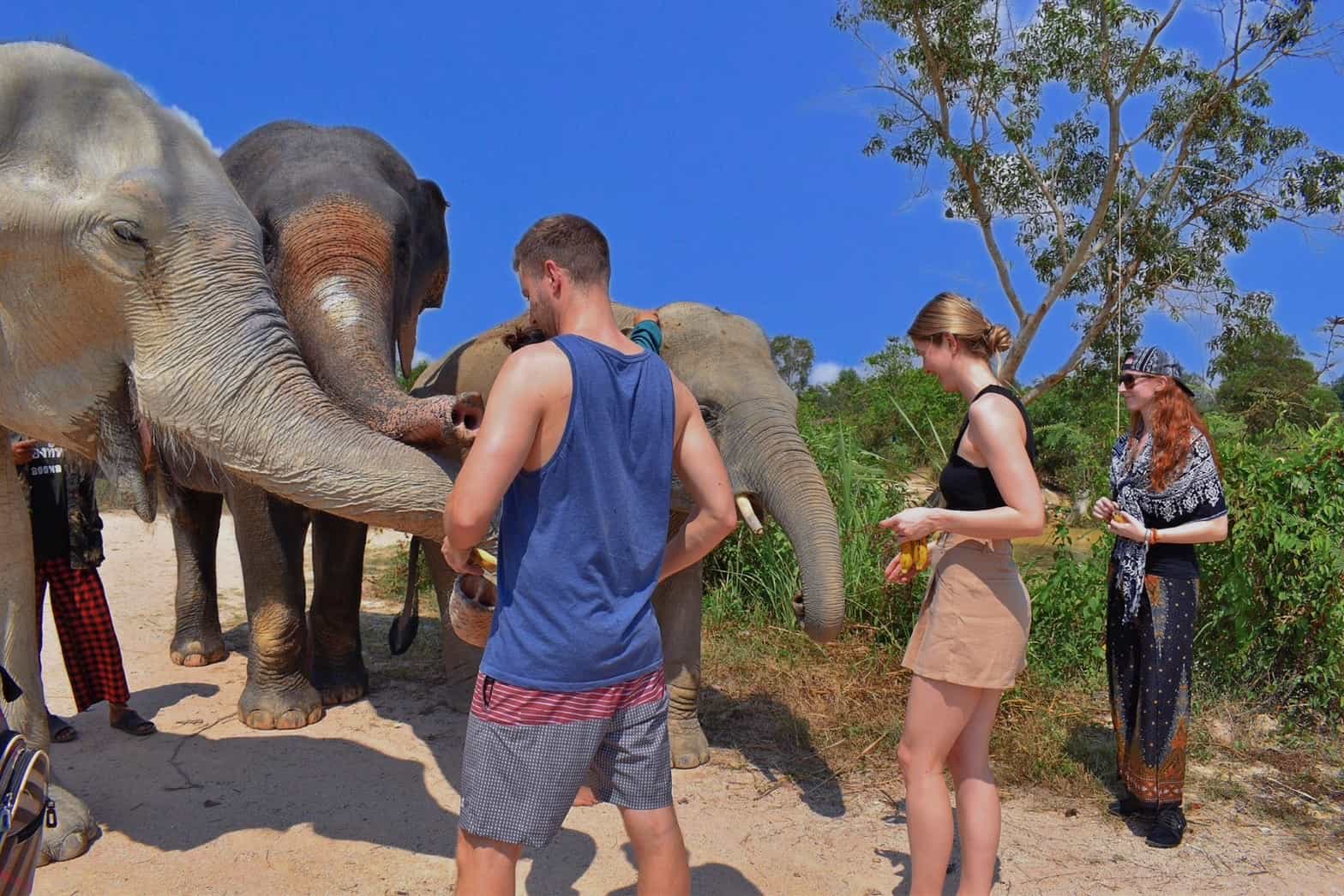 Elephants Care & Sanctuary of Truth Pattaya - From Bangkok