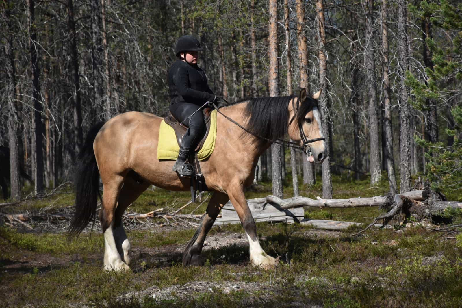 Siberian Jay's Way – Horseback trail ride