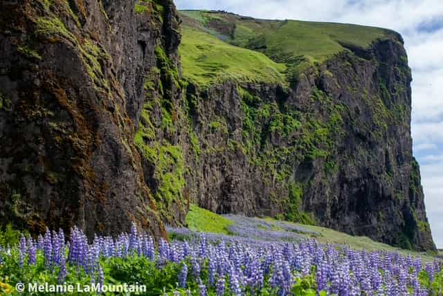Luxury Food Tour of the Nordics