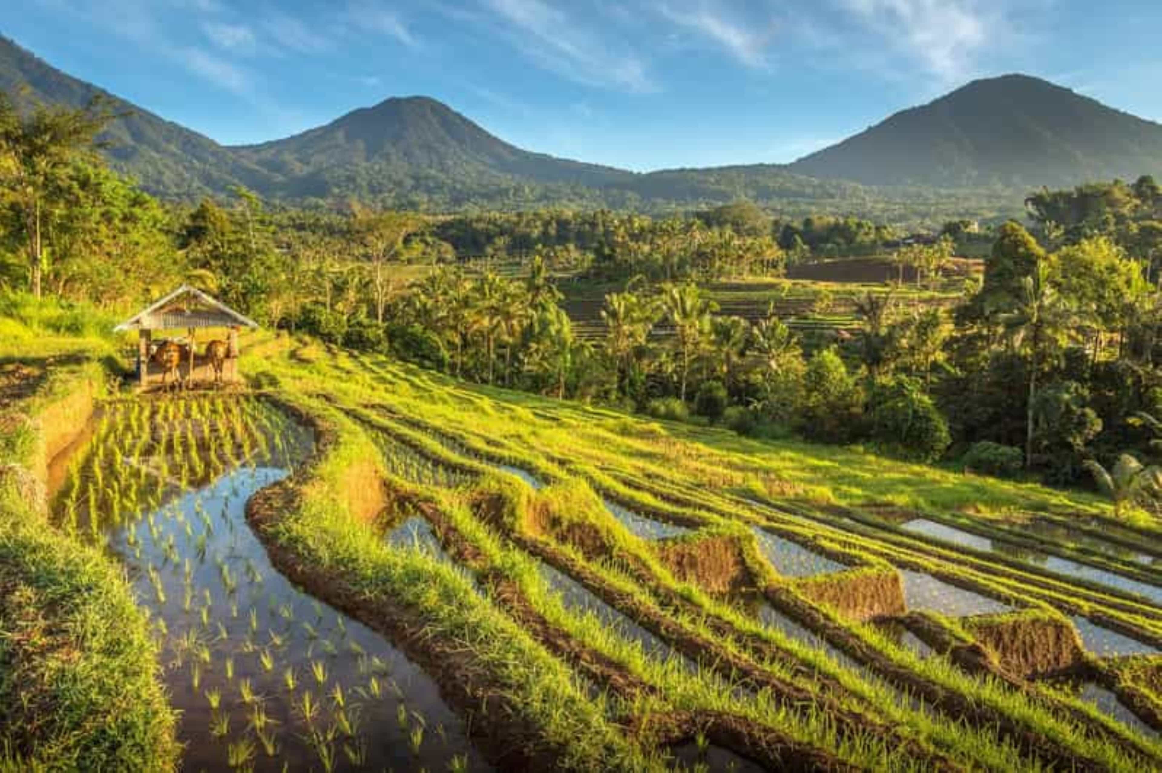 North Bali : Spectacular Terraces, Waterfall and Lake Temple