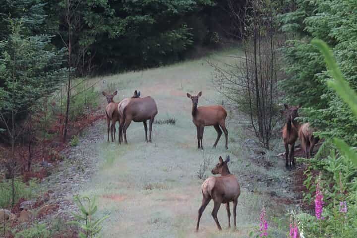 From seattle - Mt Rainier National Park Tour in SUV