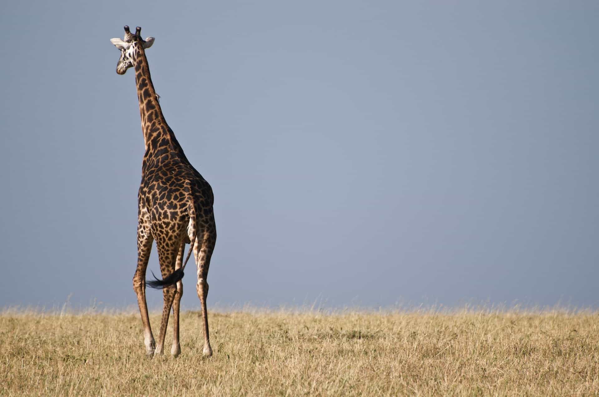 9 Days - The Best of Tanzania & Lake Natron Midrange Tented Camp Safari