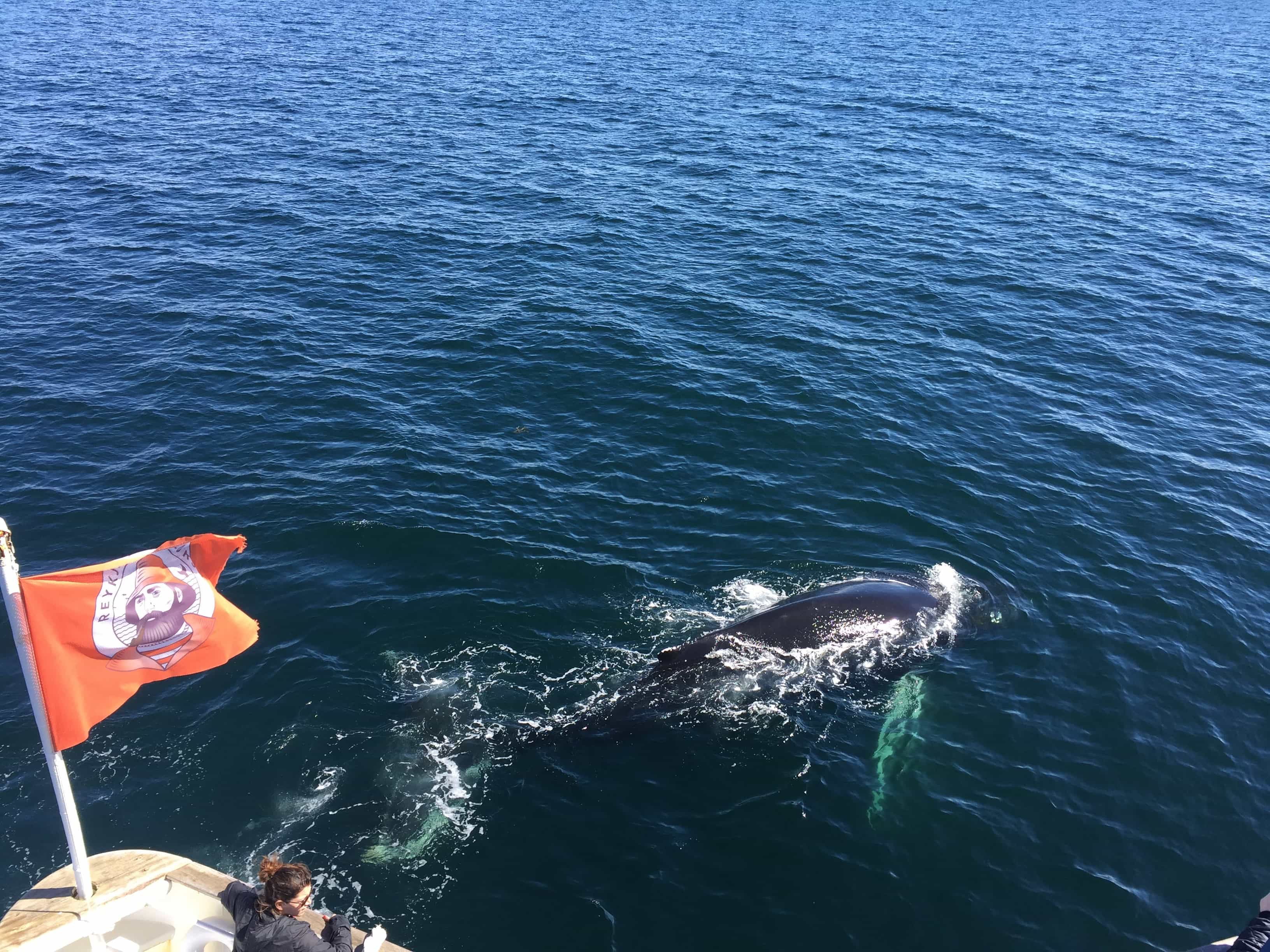 Whale Watching & Northern lights Combo Cruise from Reykjavik