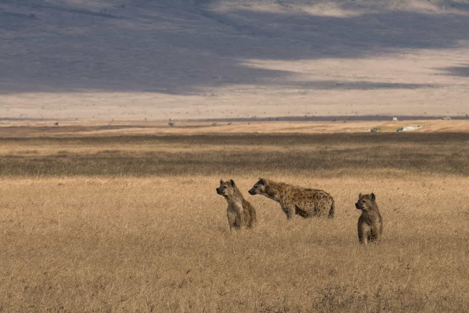 8 Days - The Best of Tanzania & Lake Eyasi Tented Camp Midrange Safari