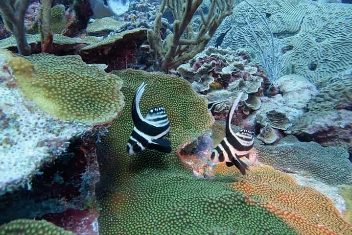 2 Stop Shore Snorkel Trip on Bonaire