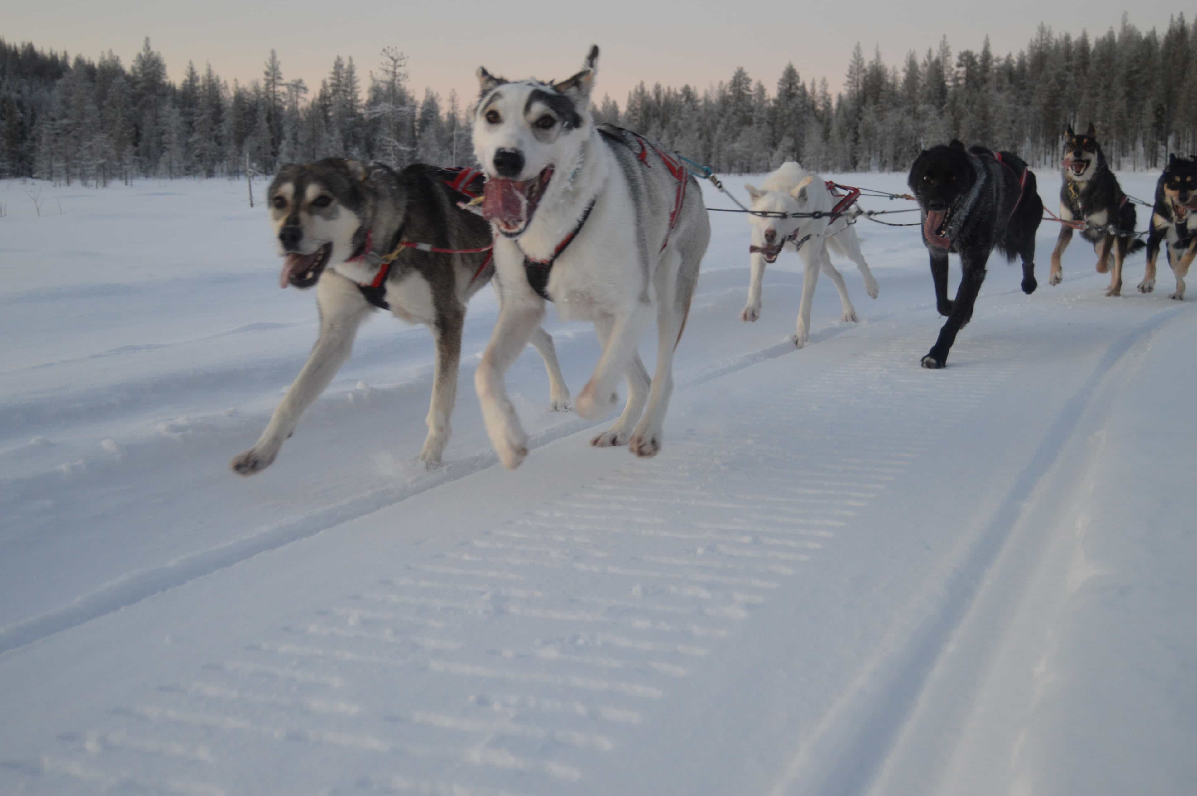Snow Express (5km tour)