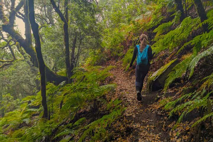 Tenerife Hiking in Enchanted Forest Above Masca with PICKUP