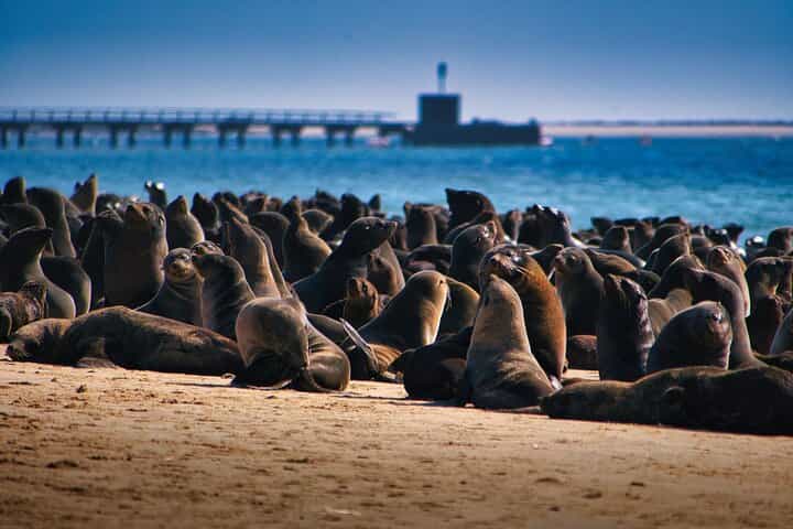 Meet the seals of Pelican Point Peninsula