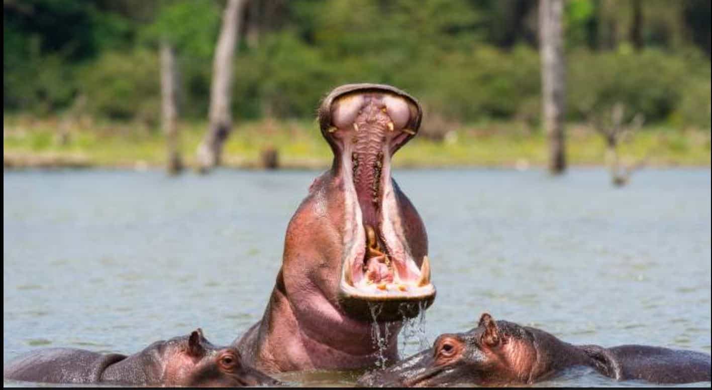 14-Day Kenya -Tanzania Bush and Zanzibar Beach Experience