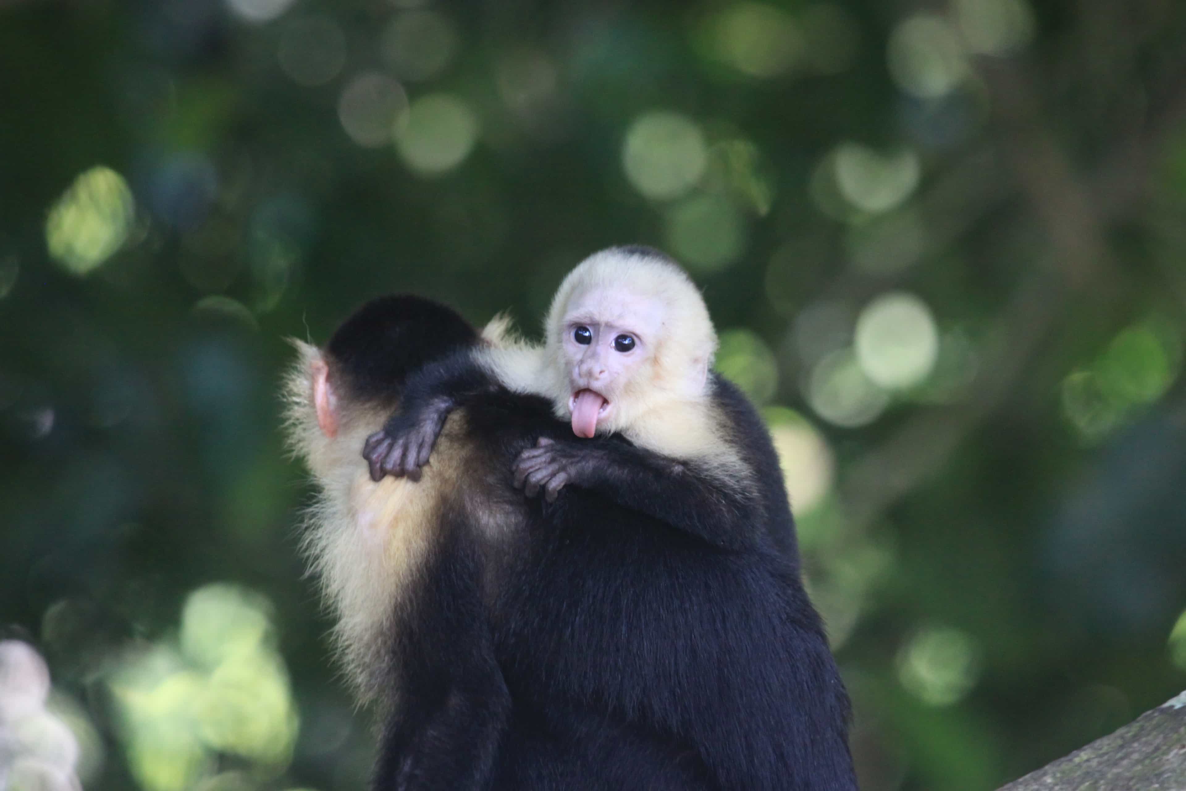 Mangrove Monkey Tour in Manuel Antonio with pick up included