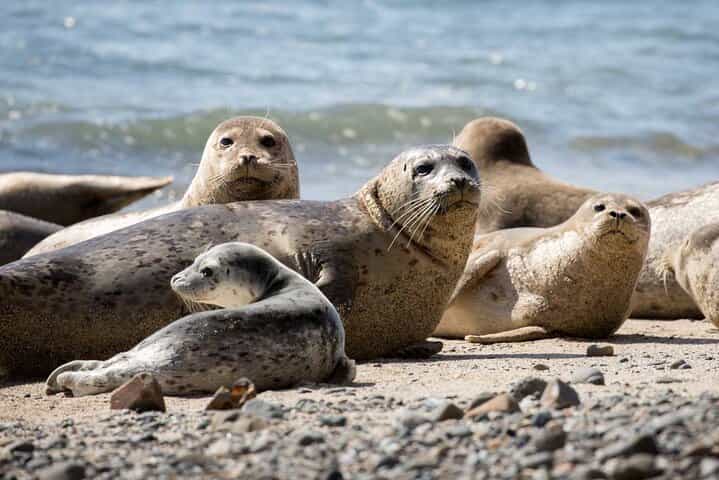 Vancouver UNESCO Biosphere Reserve Fjord Scenic Boat Tour