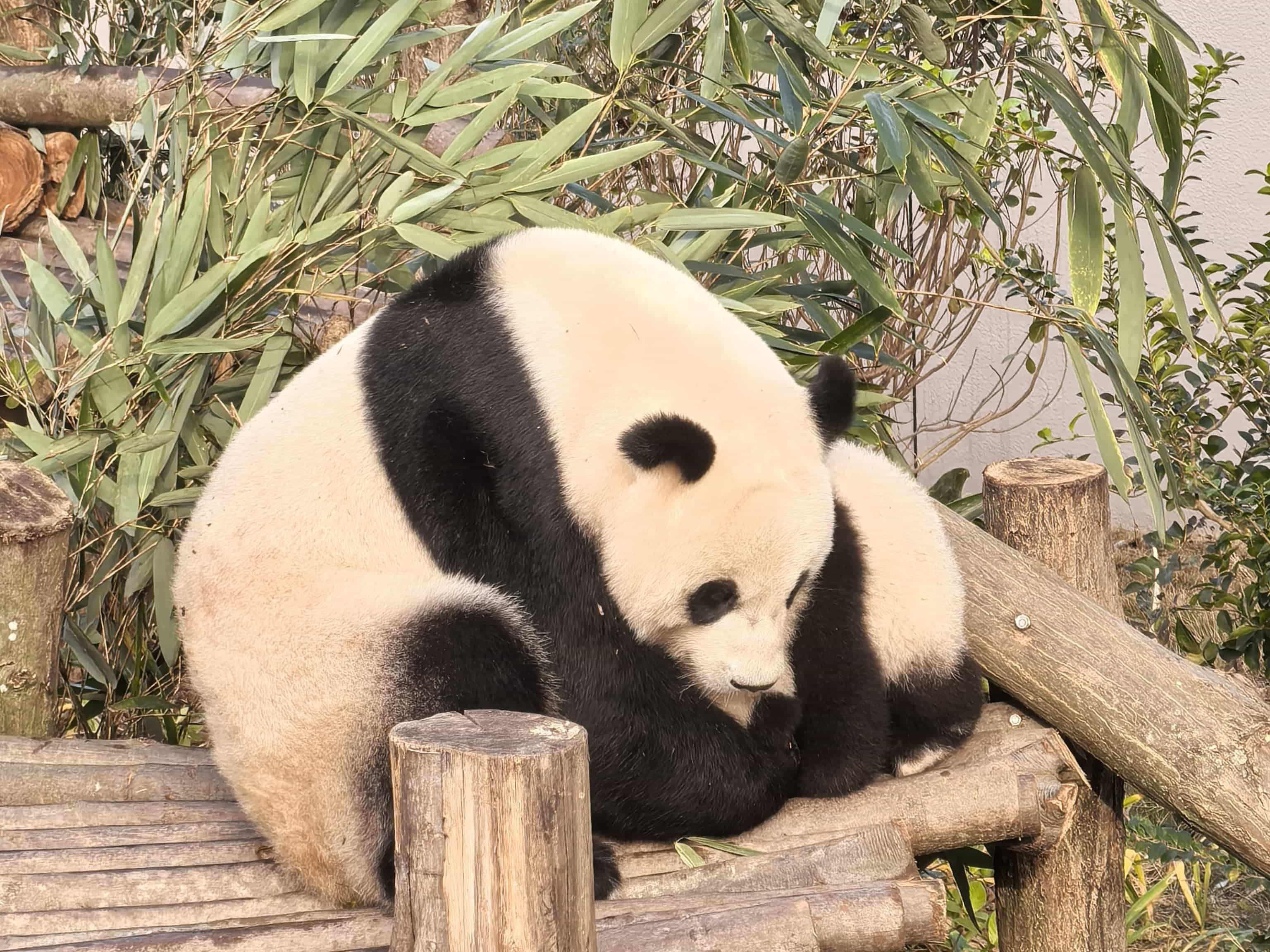 2-Day Sichuan: Pandas, Giant Buddha, Jiuzhaigou